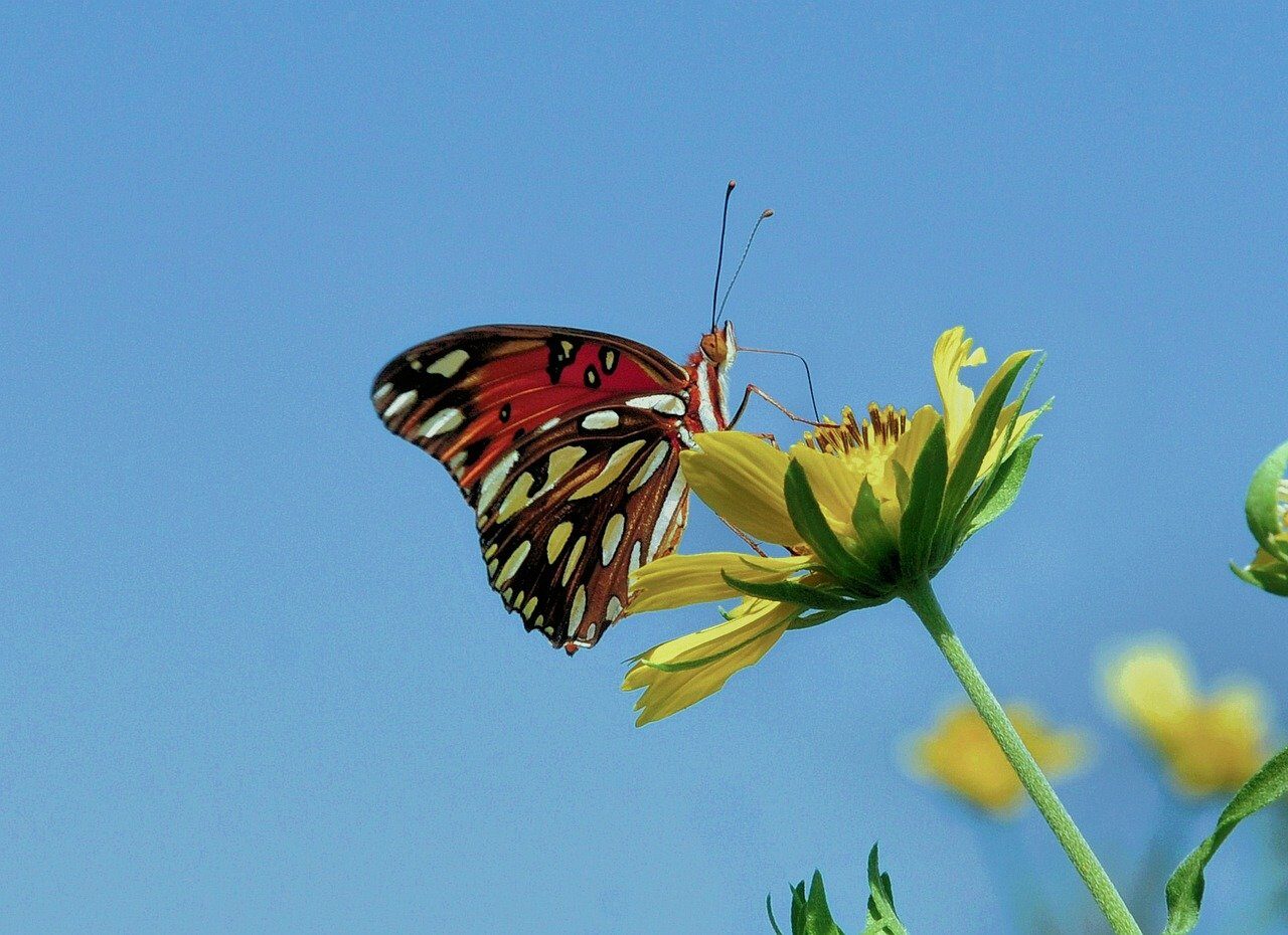 butterfly, nature, flower, insect, pollination, wings, blue, sunlight, outdoor, colorful, yellow, macro, details, natural beauty, environment, flight, beauty, petals, color contrast, ecology