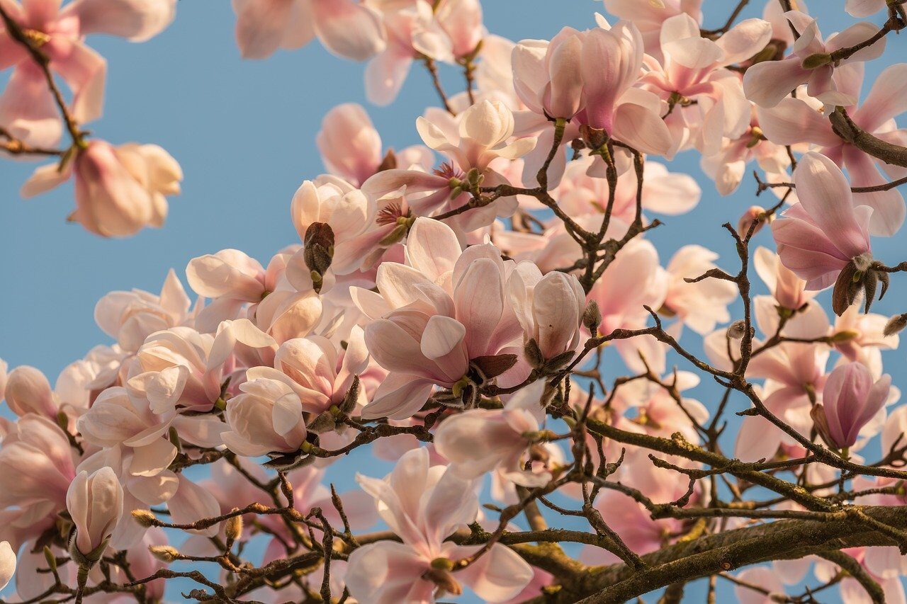 magnolia, nature, spring, blossom, pink, plant, tree, branch, sky, blooming, pink blossoms, spring bloom, magnolia branches, natural beauty, diversity, fragrance, blooming tree, decorative, pastel colors, garden